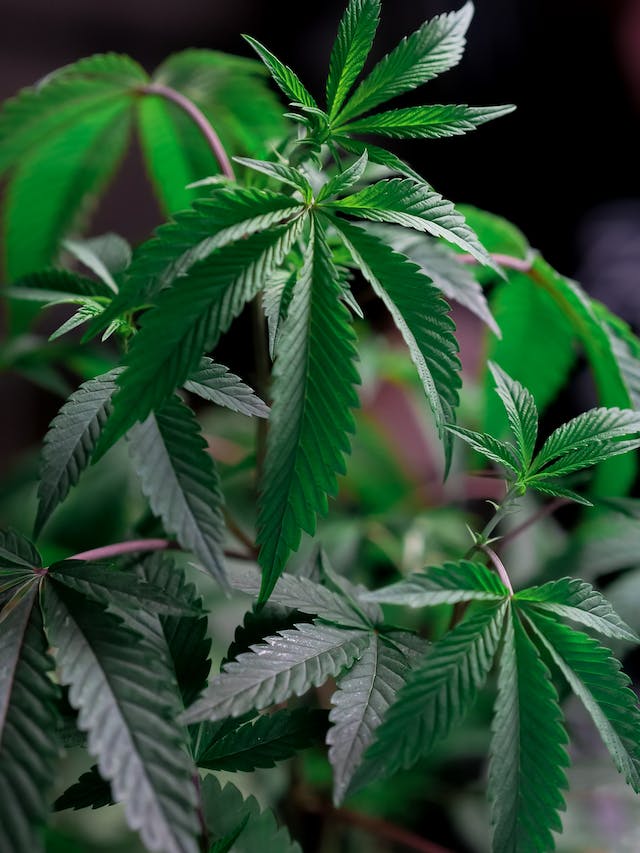 Débloquez le Potentiel Curatif du Cannabis Médical